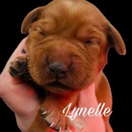 Lynelle - Yellow female Labrador Retriever puppy in Sidney, Nebraska from Nebraska Strong Labradors