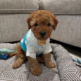 Yellow Collar - Red  male Goldendoodle puppy in Archbold, Ohio from Wurster's Mini Wee Doodles