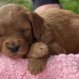 Bernedoodles and Goldendoodles from Whispering Pines Doodles