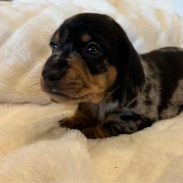 Mr. Gibbs - Dapple male Dachshund puppy in Merryville, Louisiana from Red Hill Dachsunds