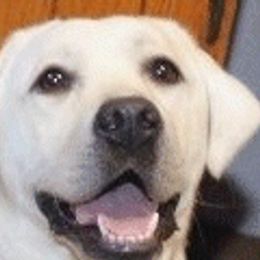 Dancer - Labrador Retriever