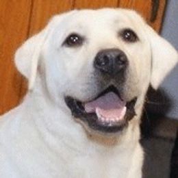 Dancer - Labrador Retriever