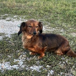 Dachshunds from Dachshunds on the Hill
