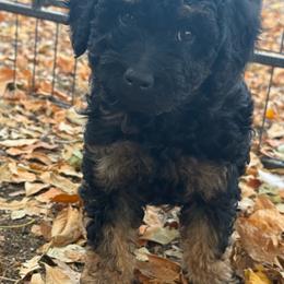 Cordell - Phantom female Bernedoodle puppy in Longmont, Colorado from Colorado Miniature Bernedoodle Puppies