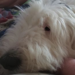 Old English Sheepdogs and Poodles from Sweetest Puppy 4 Me