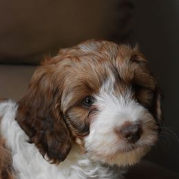 Australian Labradoodle Puppies from Frosty Hill Australian Labradoodles