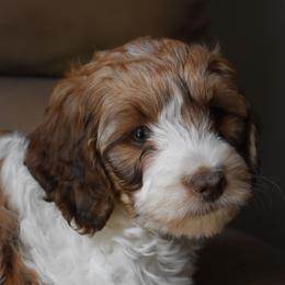 Australian Labradoodle Puppies from Frosty Hill Australian Labradoodles