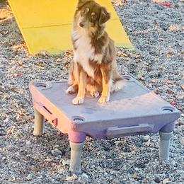 Mocha - Miniature Australian Shepherd