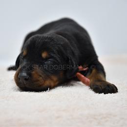 Female 1 black and rust - Black and rust female Doberman Pinscher puppy in Spokane Valley, Washington from Black Star Dobermans