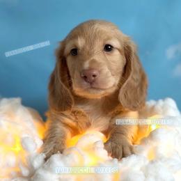 Jet - Red male Dachshund puppy in Chandler, Arizona from Vonaducci Doxies, LLC.