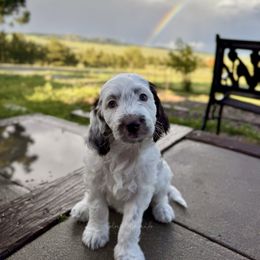 Yoshi - Brown and white male Aussiedoodle puppy in Peyton, Colorado from Colorful Colorado Aussiedoodles