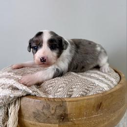 Kristoff - Blue merle male Aussiedoodle puppy in Adams, Nebraska from Boxcar Doodles and Poodles