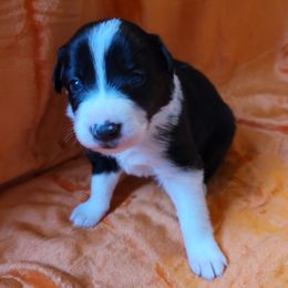 Winnie - Black and white female Border Collie puppy in Watsontown, Pennsylvania from Kate Gresham