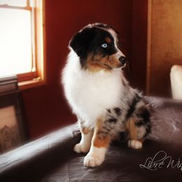 Australian Shepherd Puppies from Libre Winds Australian Shepherds
