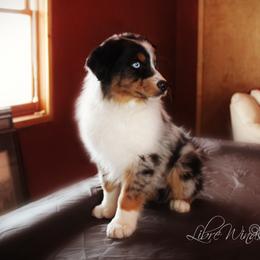 Australian Shepherd Puppies from Libre Winds Australian Shepherds