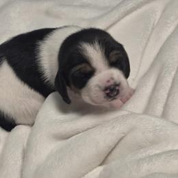 Dasher - Black tan and white male Beagle puppy in Peculiar, Missouri from At home
