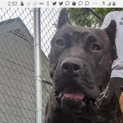 Rum - Perro de Presa Canario