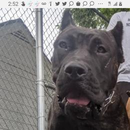 Rum - Perro de Presa Canario