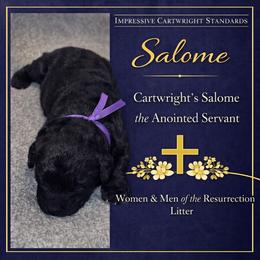 Cartwright's Salome the Devoted - Black female Poodle puppy in Albany, Kentucky from Impressive Cartwright Standards