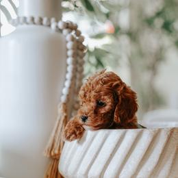 Teal Boy Cavapoo - Apricot male Cavapoo puppy in Mckinney, Texas from Doodles of North Tx
