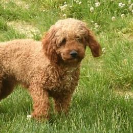 Jasper - Poodle