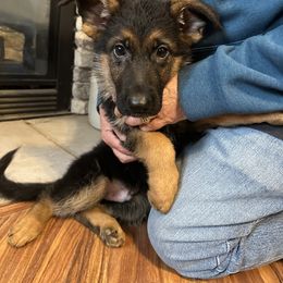 Koal - Black and red male German Shepherd puppy in Big Rapids, Michigan from Misty Hills German Shepherds