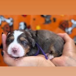 Sienna - Tri-color female Bernedoodle puppy in Yuciapa, California from AlltheDoodlez_