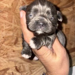 Girl 2 - Blue female Shih Tzu puppy in Eunice, Louisiana from 4J's Cajun Kennels