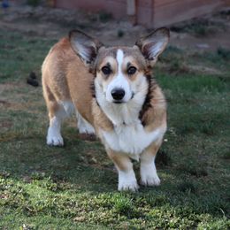 Gemma - Pembroke Welsh Corgi