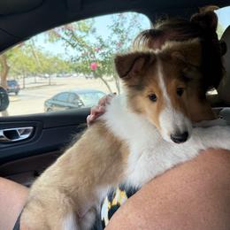 Laird Siobhad (Shi-vawn) (God is Gracious) of Faith - Sable and white male Collie puppy in Citra, Florida from Faith Rough Collie’s