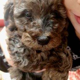 Aussiedoodle and Bernedoodle Puppies from Color Country Doodles