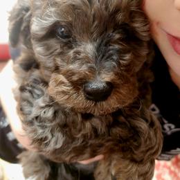 Aussiedoodle and Bernedoodle Puppies from Color Country Doodles