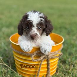 Tempo - Brown male Poodle puppy in Ardmore, Oklahoma from The Poodles of Green Acres