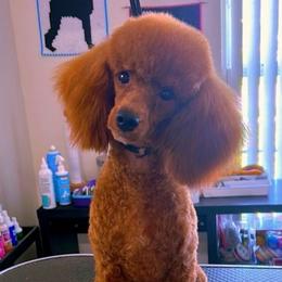 Bell - Poodle