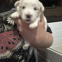 Boy 2 - White male Coton de Tulear puppy in Vancouver, Washington from Uptown Cotons