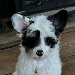 Kirby - Black white and tan male Chinese Crested puppy in New Windsor, Maryland from Ambush Kennel