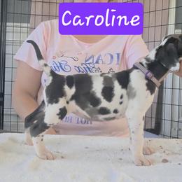 Caroline - Harlequin female Great Dane puppy in Longview, Texas from Lazy A Danes