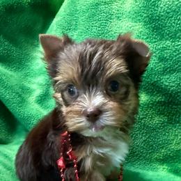 Gracie's Chocolate and Tan Boy - Chocolate and tan male Yorkshire Terrier puppy in Lexington, North Carolina from Silver Valley Yorkies