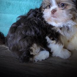 Shih Tzu Puppies from Tracy Boston