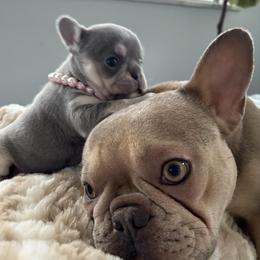 French Bulldog Puppies from Top Billin' Frenchies, LLC