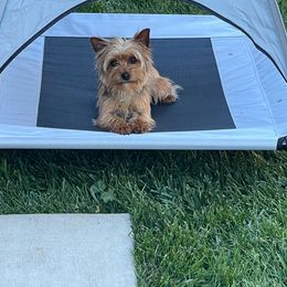 Coco - Yorkshire Terrier