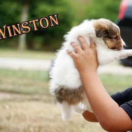 Pomsky, Rottweiler, Shetland Sheepdog, and Toy Shetland Sheepdog Puppies from Mountain High Kennels