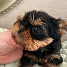Leon - Black and tan male Yorkshire Terrier puppy in San Diego, Temecula, Ontario, California from Yorkie & Maltese Royalty
