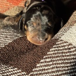 Mercedes (purple) - Dapple female Dachshund puppy in Turlock, California from Valley Bassets & Dachshunds