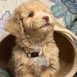 Boy3 062725 SC - Cream male Maltipoo puppy in Bakersfield, California from Silvia's Maltipoos