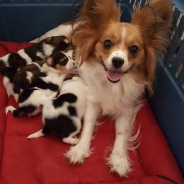 Papillon Puppies from AZSunshine K9's