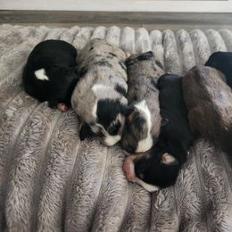 Miniature Australian Shepherd and Toy Australian Shepherd Puppies from Kinsley's Cuties & SouthPaw Creations