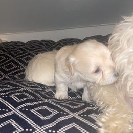 Maltipoo Puppies from Tosha Maltipoos