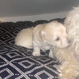 Maltipoo Puppies from Tosha Maltipoos