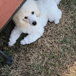 Poodle Puppies from MD's Miniature Poodles